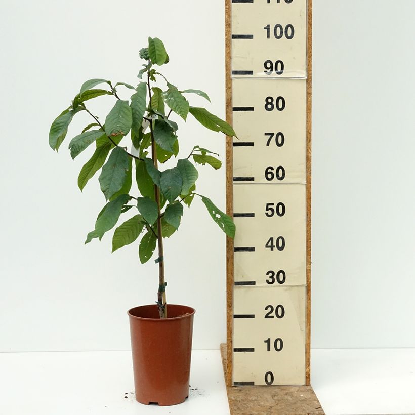 Spécimen de Asimina triloba Summer Delight - Asiminier Paw Paw Pot de 3L/4L tel que livré en été