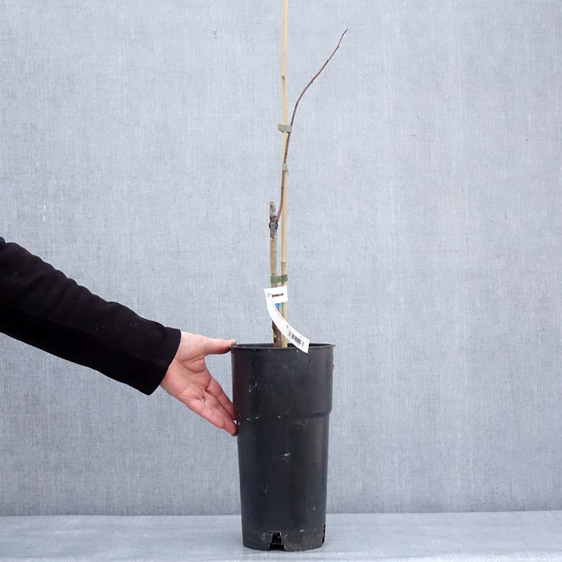 Example of Asimina triloba Summer Delight - Asiminier Paw Paw Pot de 3L/4L as you get in hiver