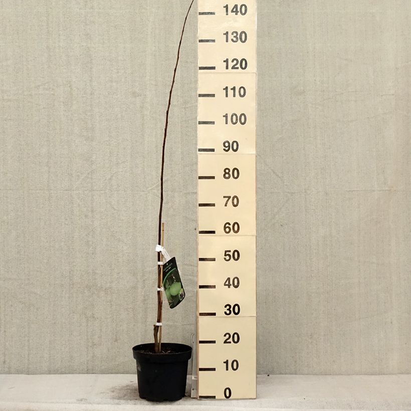 Example of Asimina triloba Wells - Asiminier, Paw-paw Pot de 4L/5L as you get in printemps