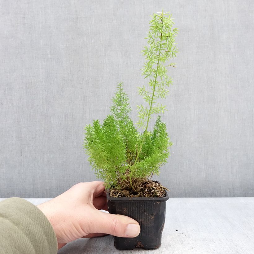 Example of Asparagus densiflorus meyeri - Asparagus queues de chats Godet de 8/9 cm as you get in hiver
