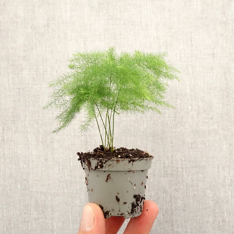 Example of Asparagus plumosus - Asperge des fleuristes Mini-plante as you get in printemps
