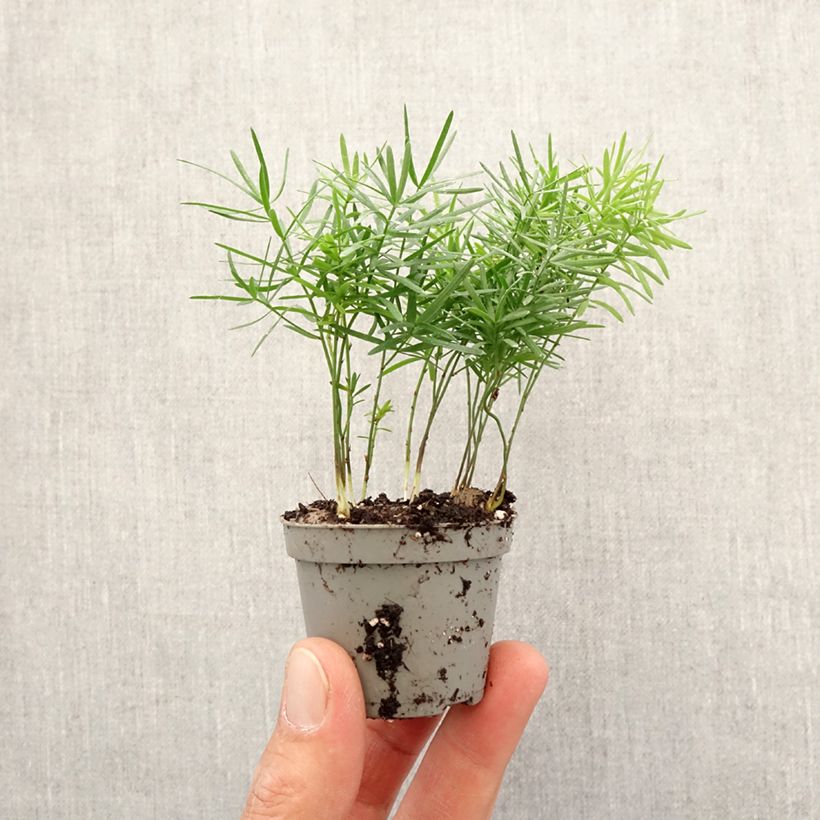 Example of Asparagus sprengeri - Asperge de Sprenger Mini-plante as you get in printemps