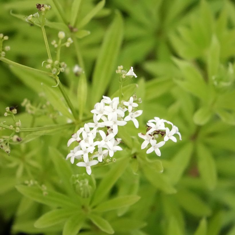 Aspérule odorante - Galium odoratum (Floraison)