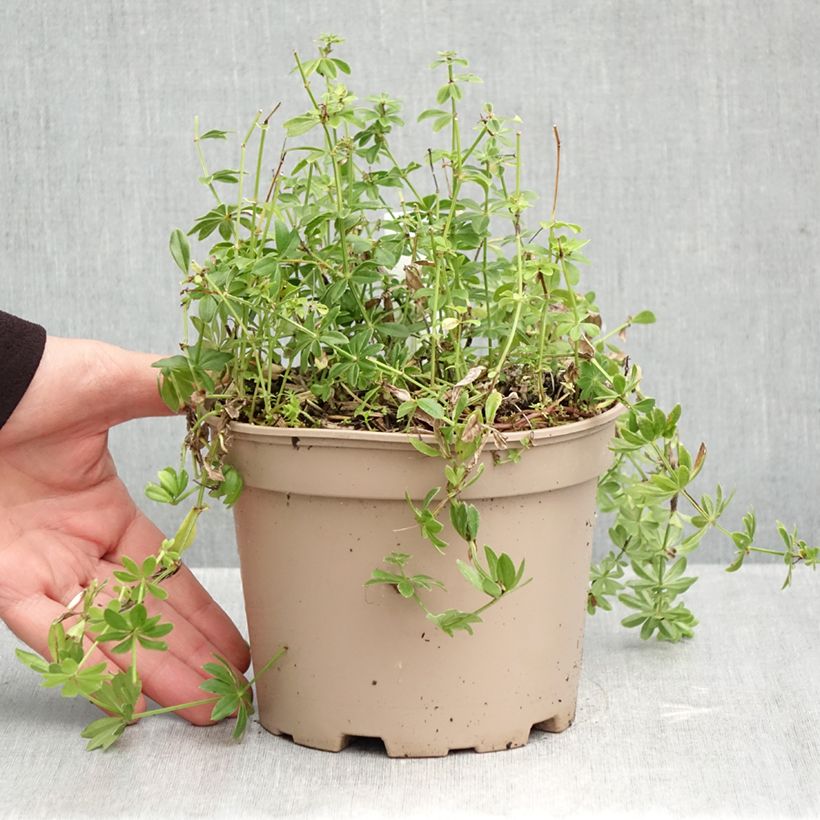 Spécimen de Aspérule odorante - Galium odoratum Pot de 2L/3L tel que livré en automne
