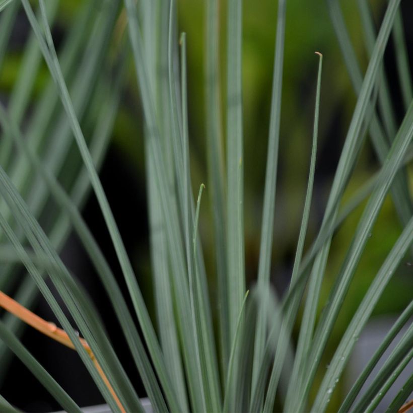 Asphodeline lutea - Bâton de Jacob (Feuillage)