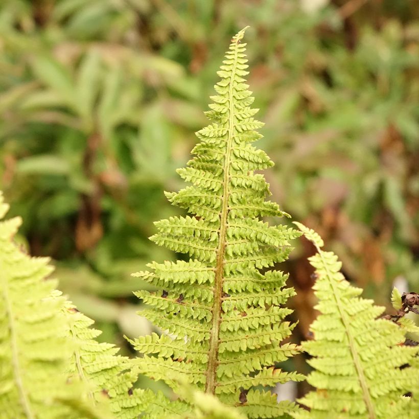 Aspidie à cils raides Congestum - Polystichum setiferum (Foliage)