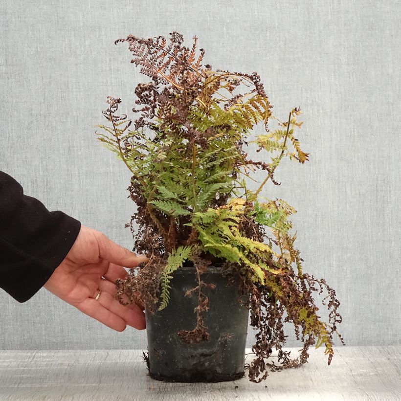 Example of Aspidie à cils raides Congestum - Polystichum setiferum Pot de 2L/3L as you get in printemps
