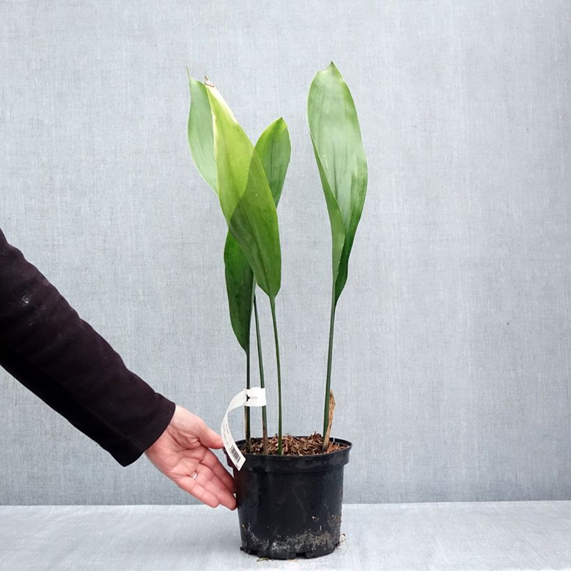 Spécimen de Aspidistra elatior - Aspidistre élevée Pot de 2L/3L tel que livré en automne