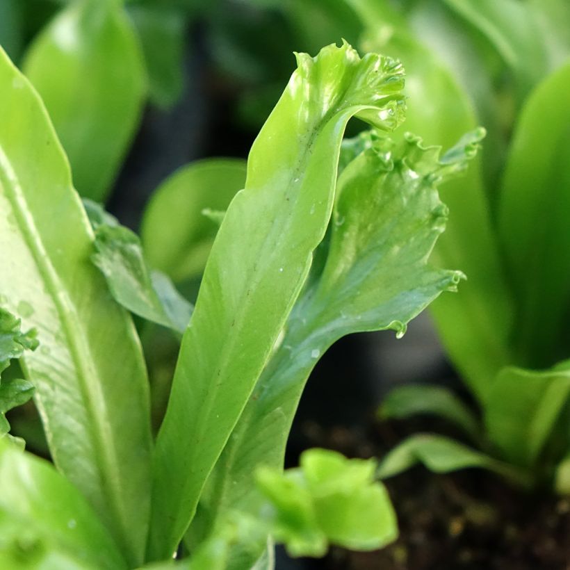 Asplenium antiquum Leslie - Fougère antique (Feuillage)