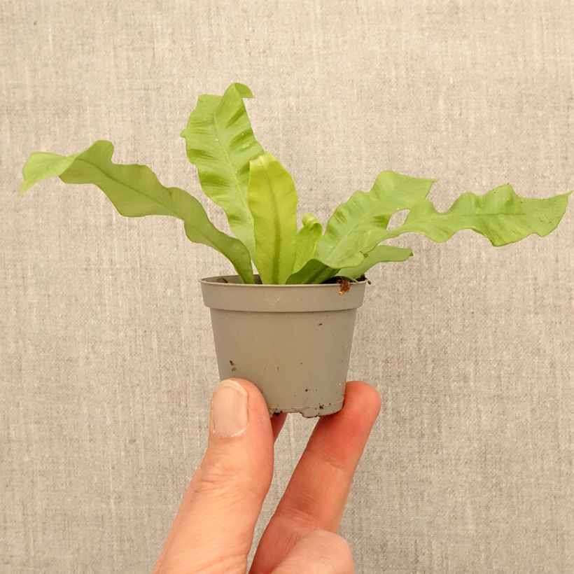 Spécimen de Asplenium nidus Crispy Wave - Fougère nid d'oiseau Mini-plante tel que livré au printemps