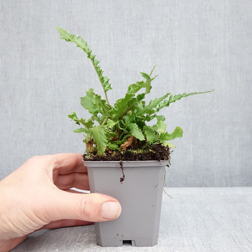 Example of Asplenium scolopendrium Angustifolia - Fougère scolopendre Godet de 8/9 cm as you get in hiver