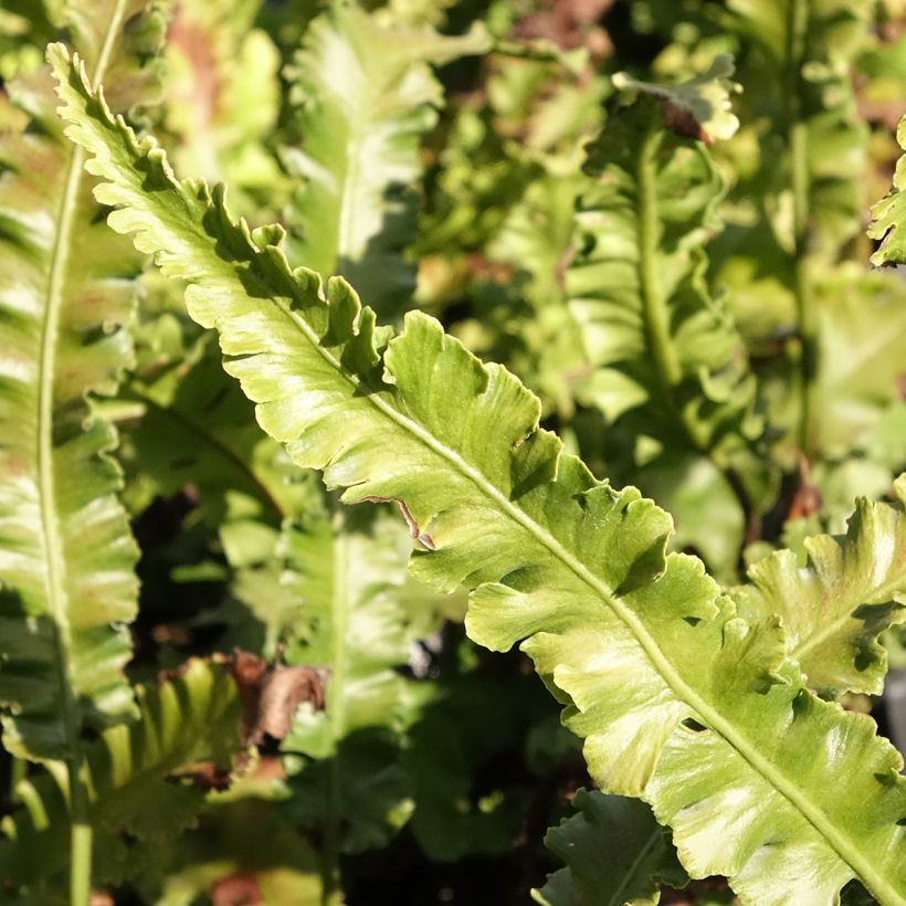 Asplenium scolopendrium Angustifolia - Fougère scolopendre (Foliage)