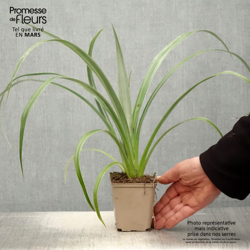 Example of Astelia chathamica Silver Shadow Godet de 8/9 cm as you get in printemps