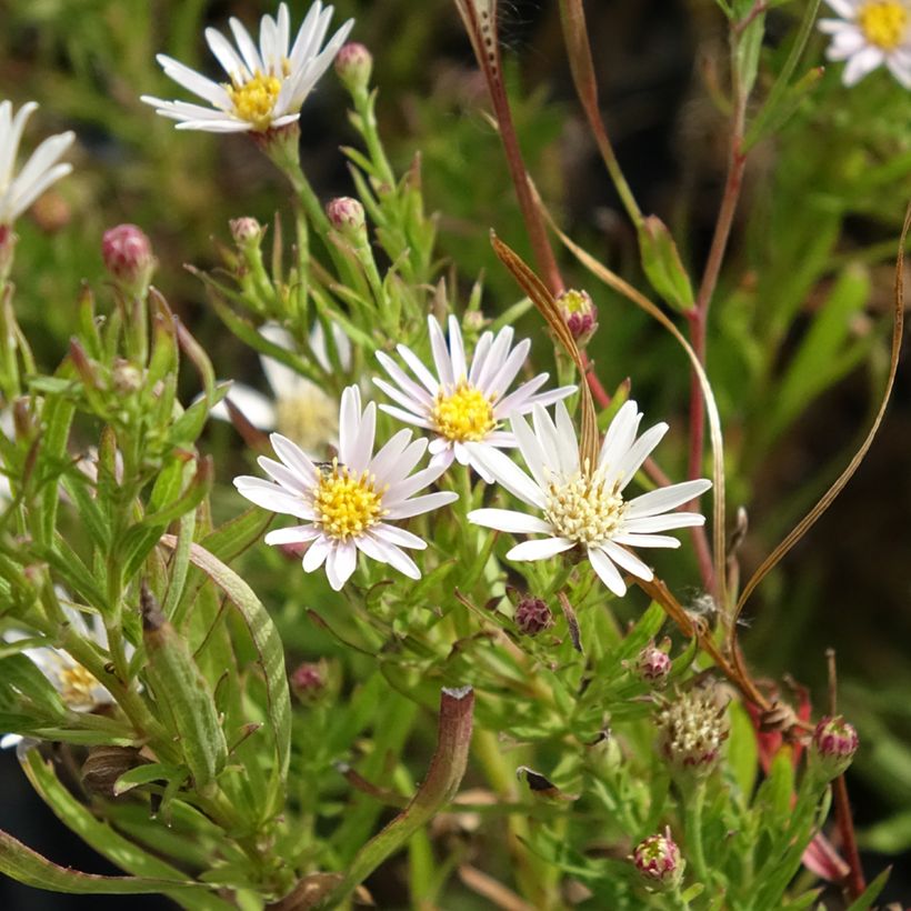 Aster à feuilles de lin - Aster linariifolius (Floraison)