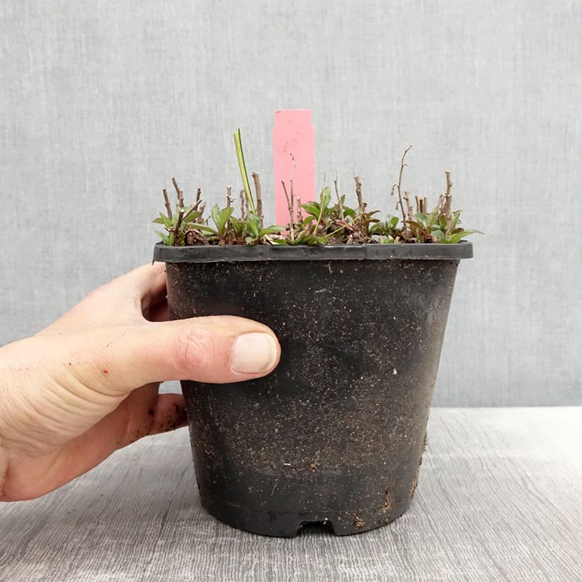 Spécimen de Aster ageratoides Adustus Nanus - Aster nain d'été Pot de 1,5L/2L tel que livré au printemps