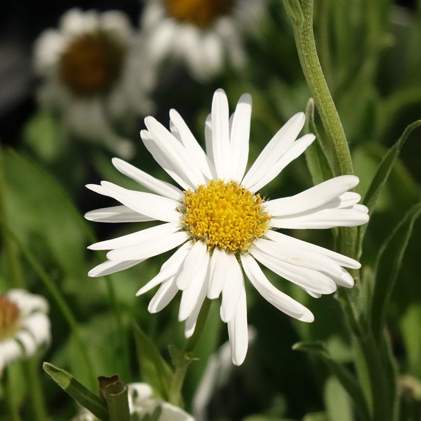 Aster alpinus Albus - Aster des Alpes blanc (Floraison)
