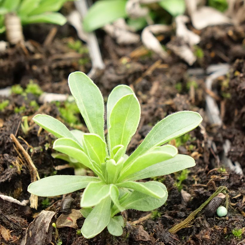 Aster alpinus Goliath - Aster des Alpes (Feuillage)