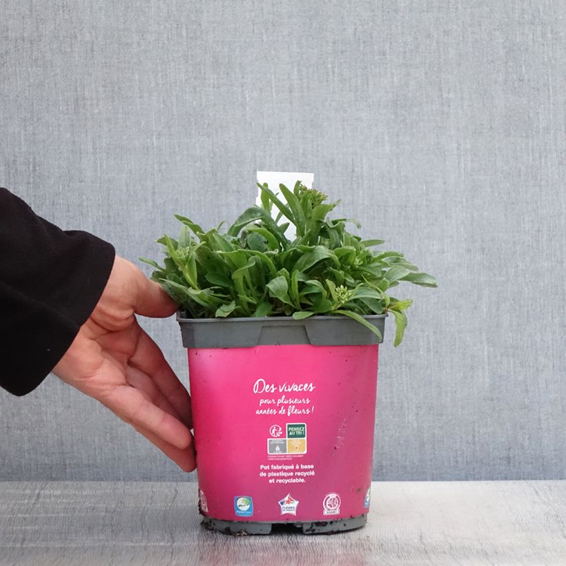 Example of Aster alpinus Happy End - Aster des Alpes rose Pot de 2L/3L as you get in printemps