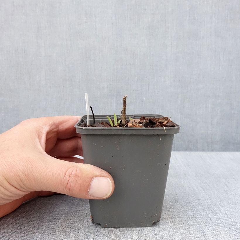 Spécimen de Aster amellus Sonora - Aster d'été Godet de 8/9 cm tel que livré au printemps