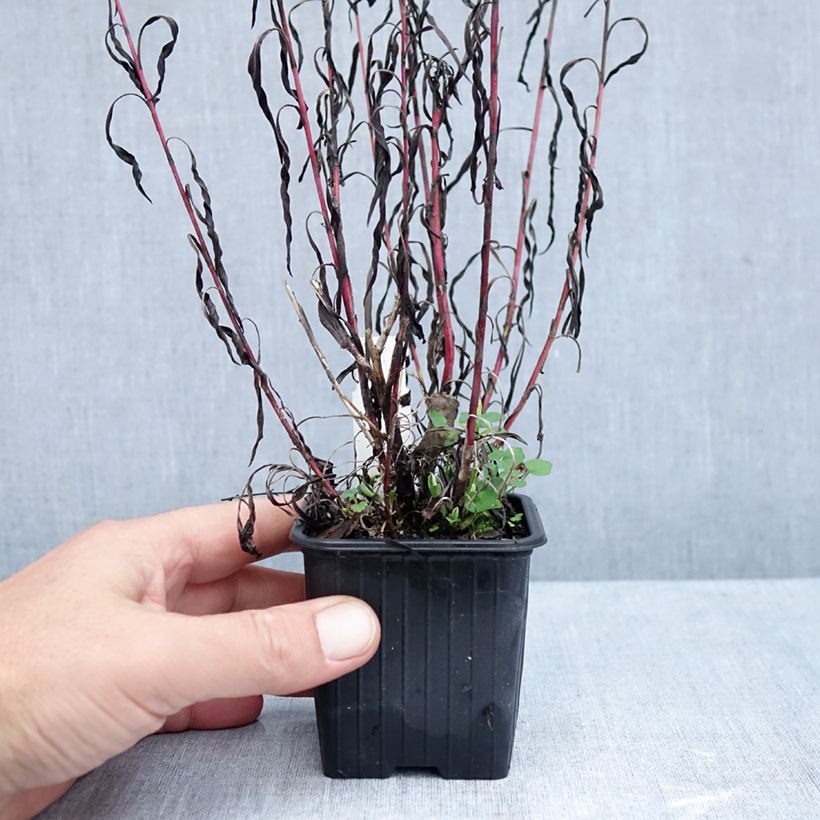 Spécimen de Aster datschii Godet de 8/9 cm tel que livré en automne