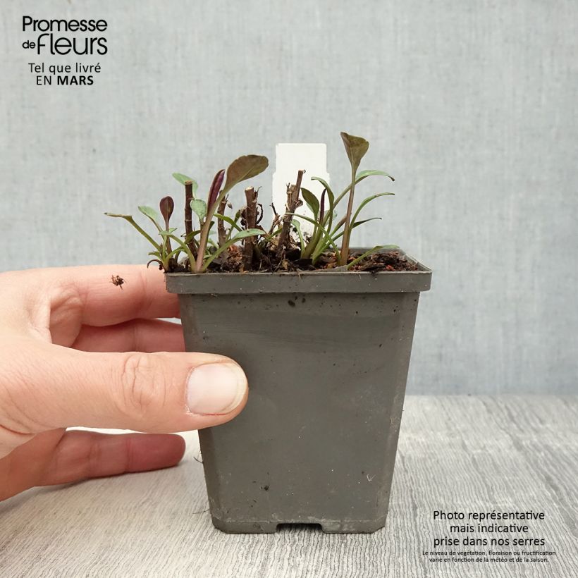 Spécimen de Aster dumosus Anneke - Aster nain Godet de 8/9 cm tel que livré au printemps