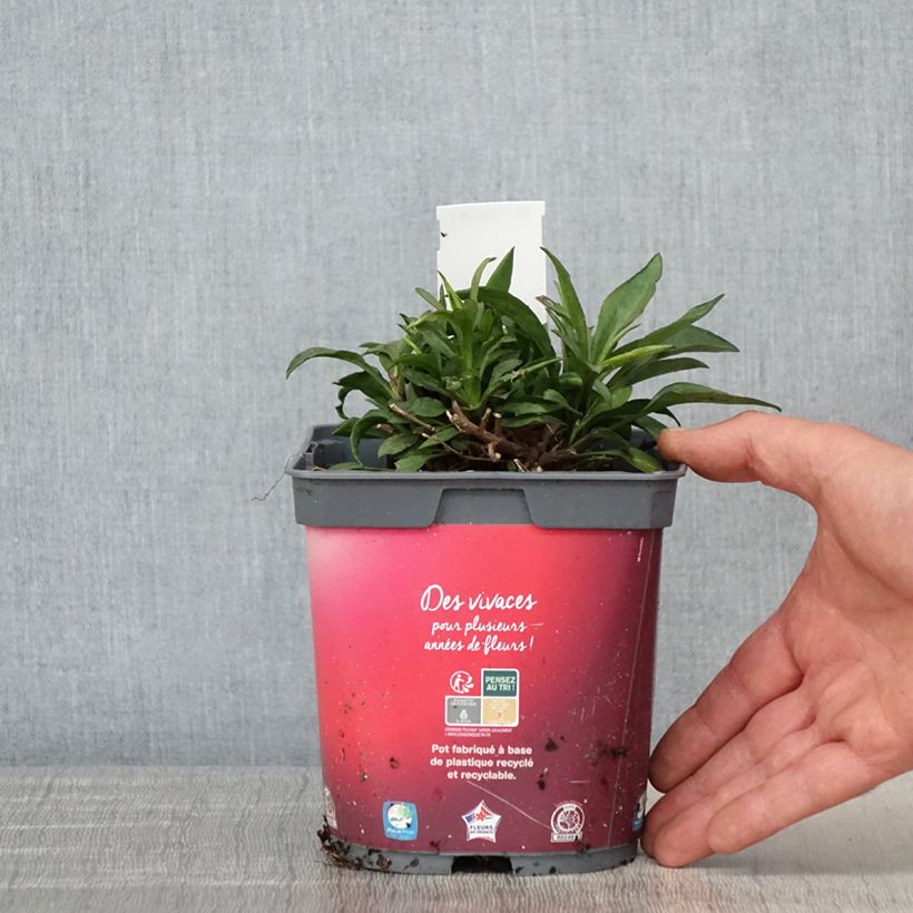 Spécimen de Aster dumosus Bahamas - Aster nain Pot de 2L/3L tel que livré au printemps