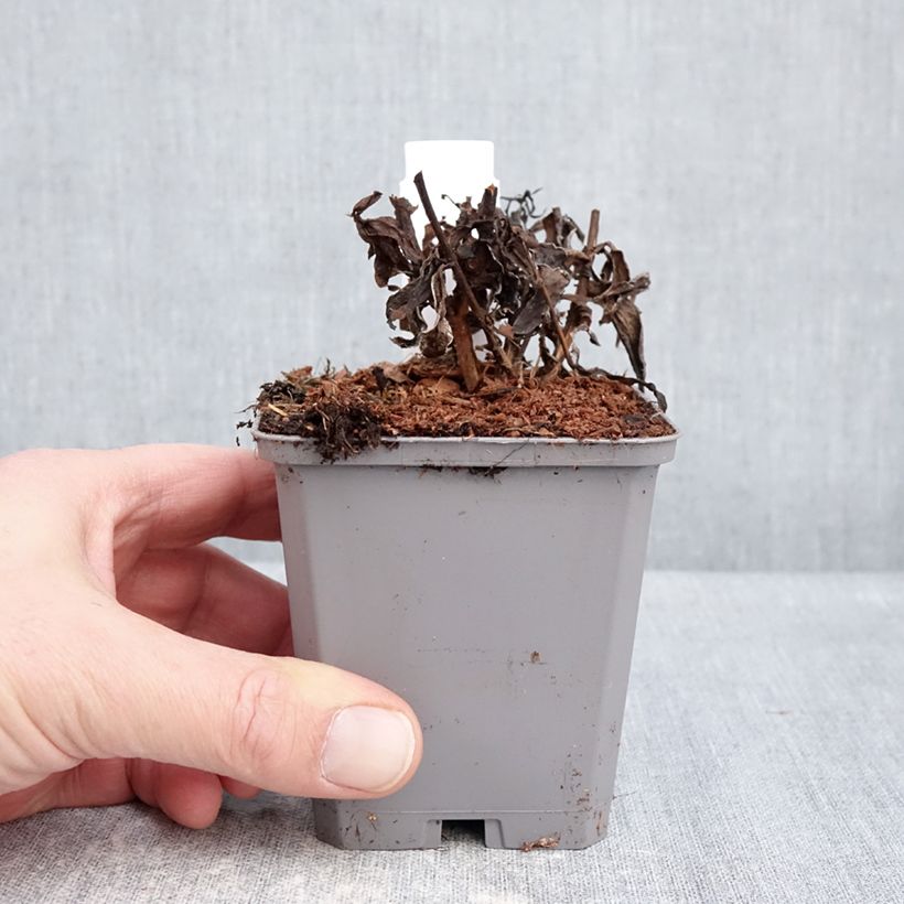 Spécimen de Aster dumosus Jenny - Aster nain Godet de 8/9 cm tel que livré en hiver