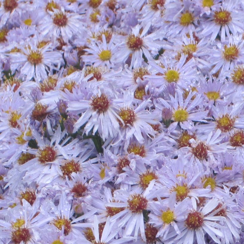 Aster dumosus Silberblaukissen (Floraison)