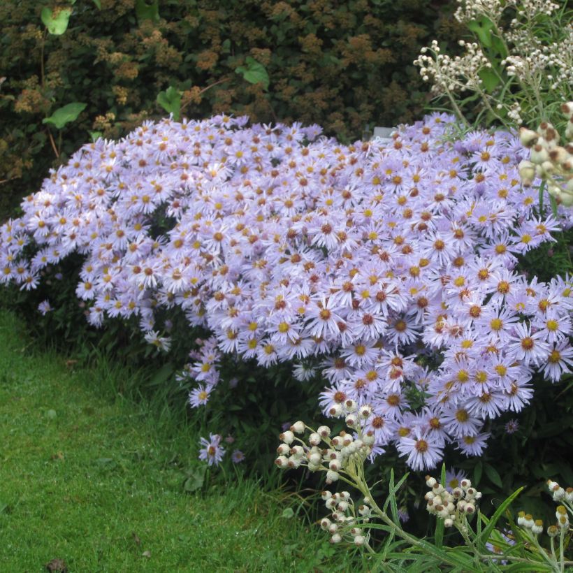 Aster dumosus Silberblaukissen (Port)