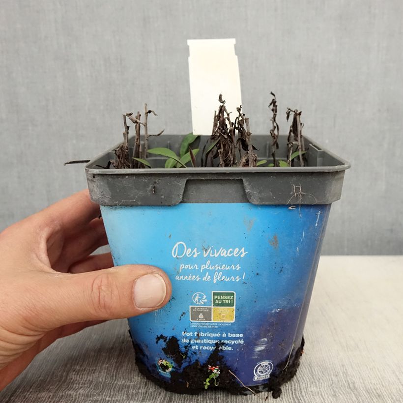 Spécimen de Aster dumosus Tonga - Aster nain Pot de 2L/3L tel que livré au printemps