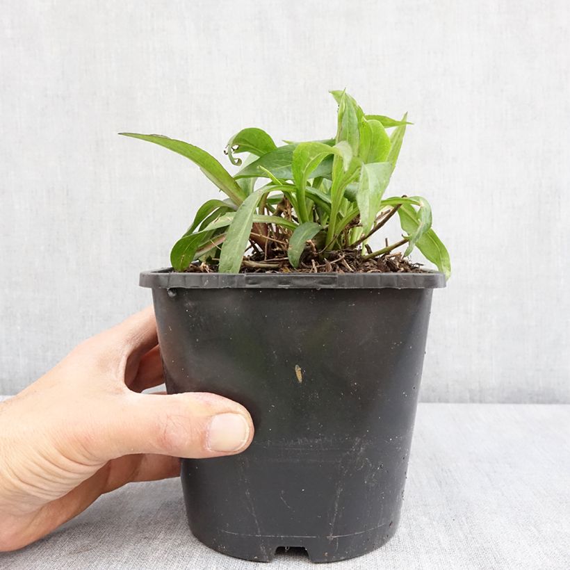 Spécimen de Aster dumosus Wood's Purple Pot de 1,5L/2L tel que livré au printemps