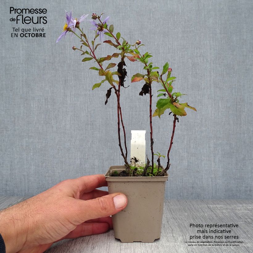 Spécimen de Aster Eleven purple - Aster nain d'automne Godet de 8/9 cm tel que livré en automne