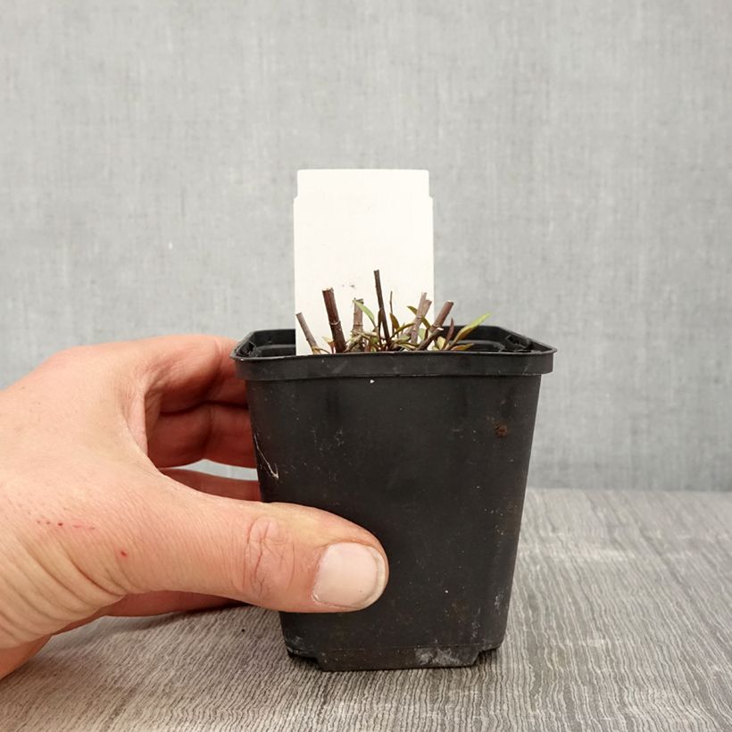 Spécimen de Aster ericoides Herbstmyrte - Aster à feuilles de bruyère Godet de 8/9 cm tel que livré au printemps