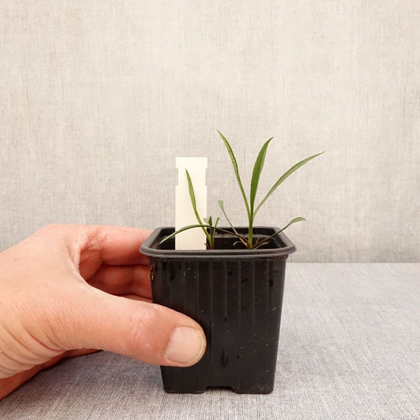 Spécimen de Aster ericoides Schneegitter - Aster fausse-bruyère Godet de 8/9 cm tel que livré au printemps