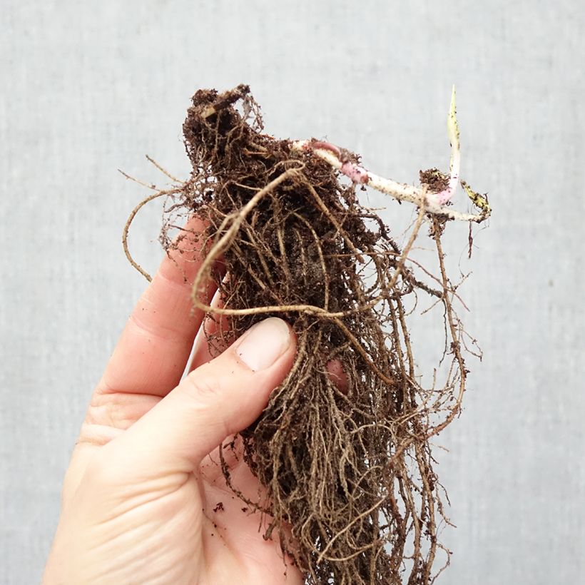 Spécimen de Aster lateriflorus Lady In Black Racines nues tel que livré en hiver
