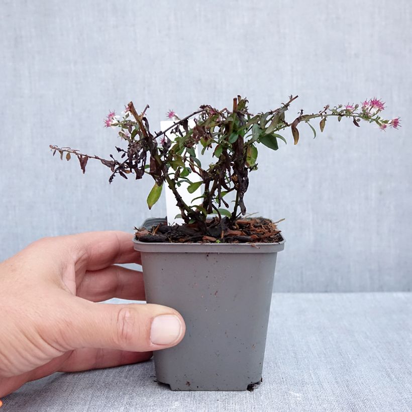 Spécimen de Aster lateriflorus Prince Godet de 8/9 cm tel que livré en automne