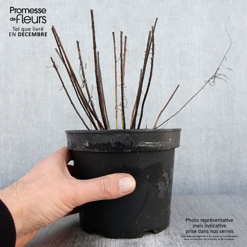 Spécimen de Aster linosyris - Aster d'automne Pot de 2L/3L tel que livré en automne