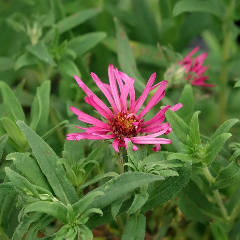 Aster novae-angliae Andenken an Alma Pötschke (Floraison)