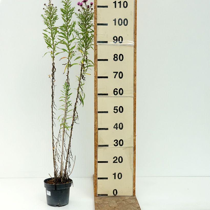 Spécimen de Aster novae-angliae Barr's Pink - Grand aster d'automne Pot de 2L/3L tel que livré en été