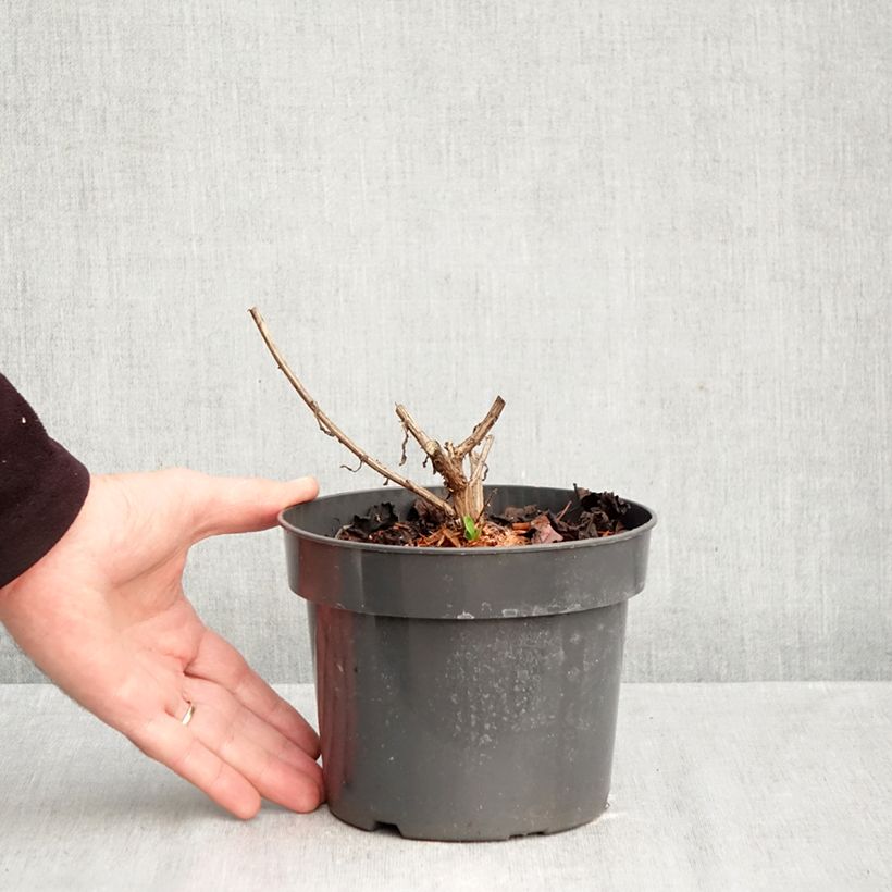 Spécimen de Aster novae angliae Barrs Blue - Aster grand d'automne Pot de 2L/3L tel que livré en automne