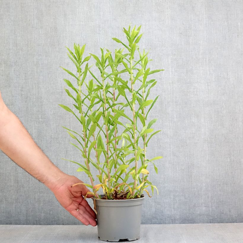 Example of Aster novae angliae Barrs Blue - Aster grand d'automne Pot de 2L/3L as you get in printemps