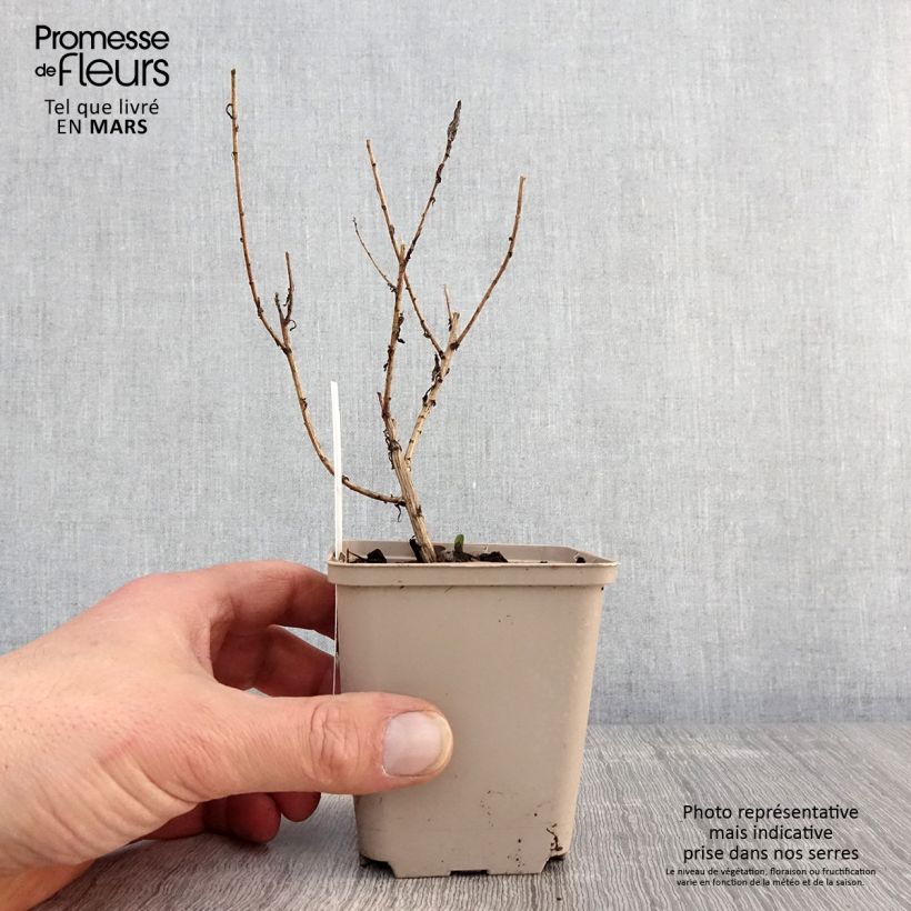 Spécimen de Aster novae angliae Guido en Gezelle - Aster grand d'automne Godet de 8/9 cm tel que livré au printemps