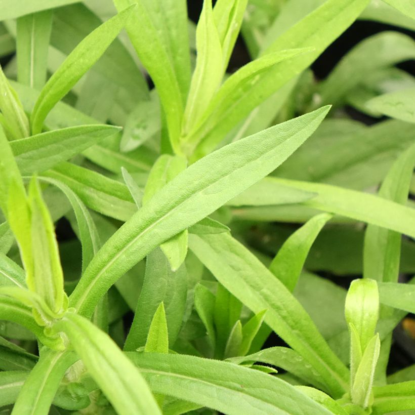 Aster novae-angliae Rosa Sieger - Aster grand d'automne (Feuillage)
