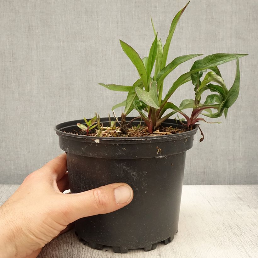 Spécimen de Aster Novi Belgii Fellowship Pot de 2L/3L tel que livré au printemps