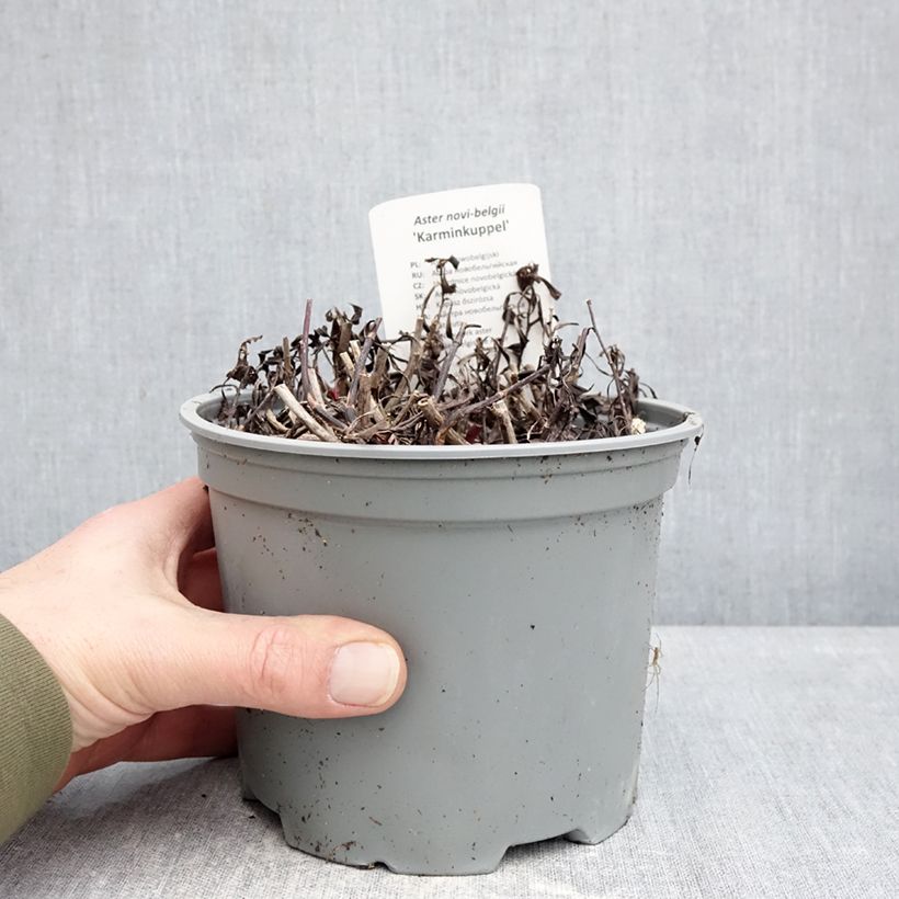 Spécimen de Aster novi-belgii Karmin Kuppel Pot de 2L/3L tel que livré en hiver