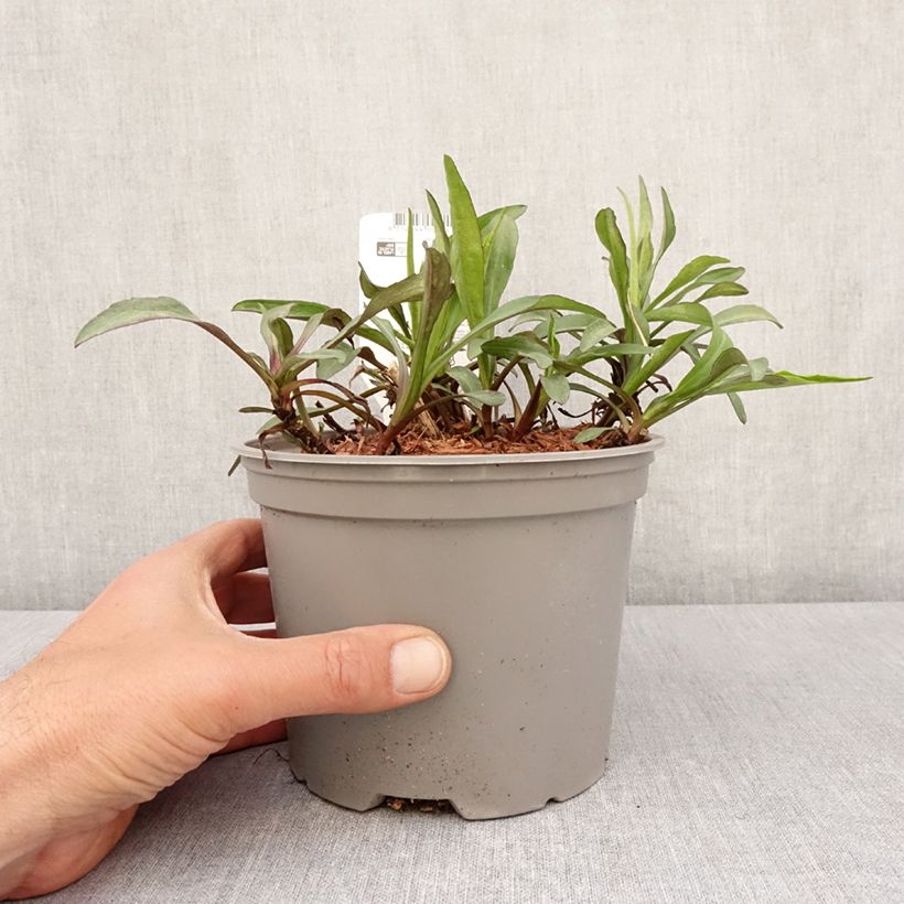 Spécimen de Aster novi-belgii Marie Ballard - Aster grand d’automne Pot de 2L/3L tel que livré au printemps