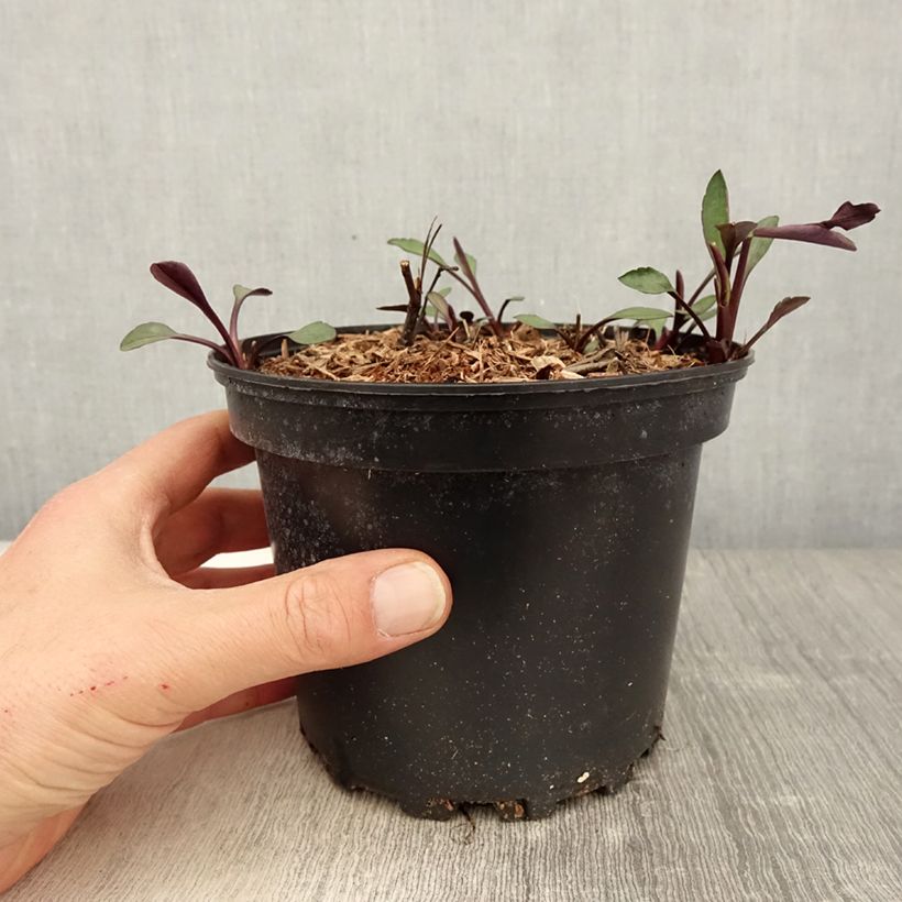 Spécimen de Aster novi-belgii White Lady - Aster grand d'automne Pot de 2L/3L tel que livré au printemps