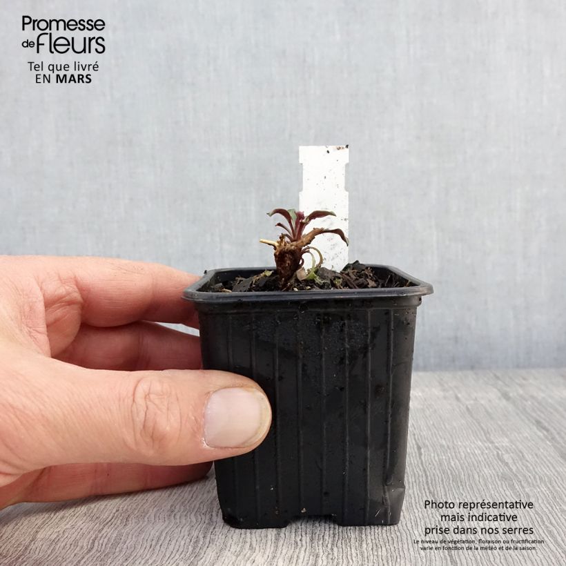 Spécimen de Aster oblongifolius October Skies Godet de 8/9 cm tel que livré au printemps