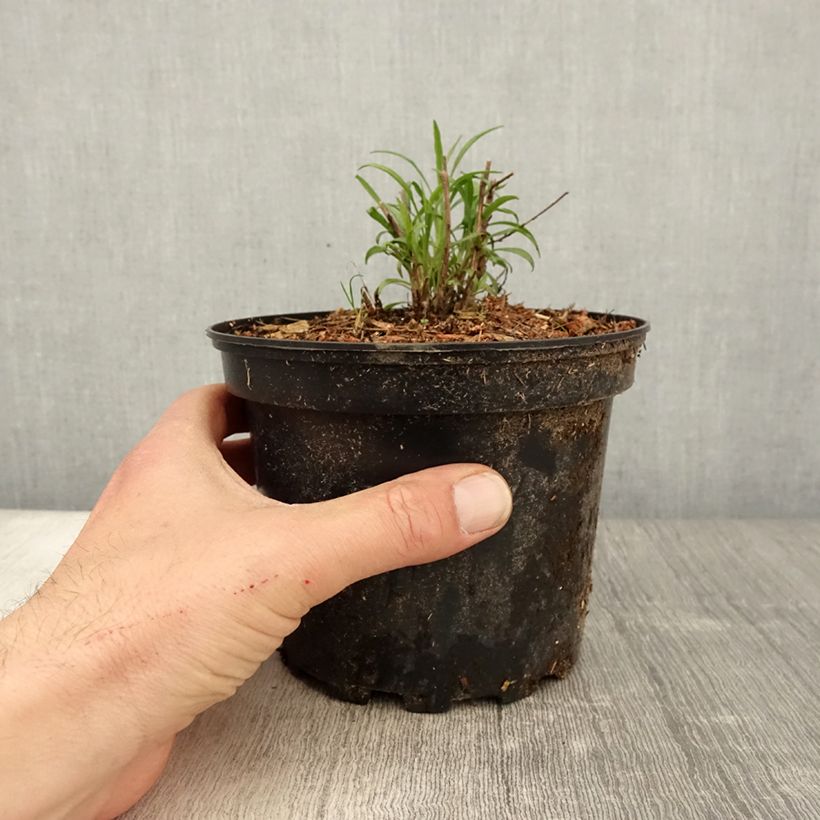 Spécimen de Aster pringlei Monte Cassino Pot de 2L/3L tel que livré au printemps