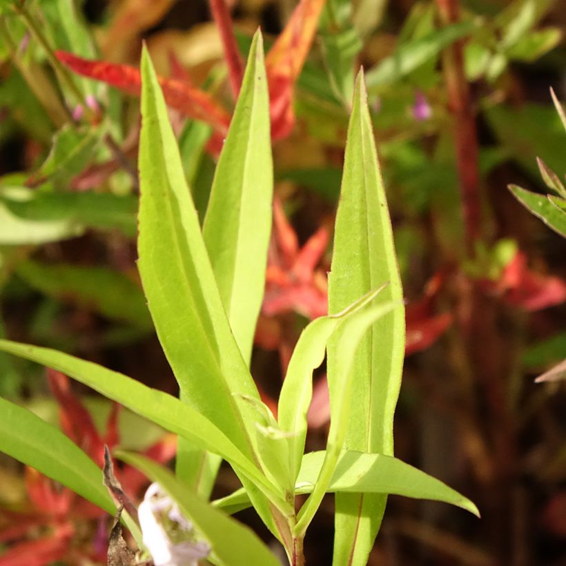 Aster versicolor Altweibersommer - Aster grand d'automne (Feuillage)